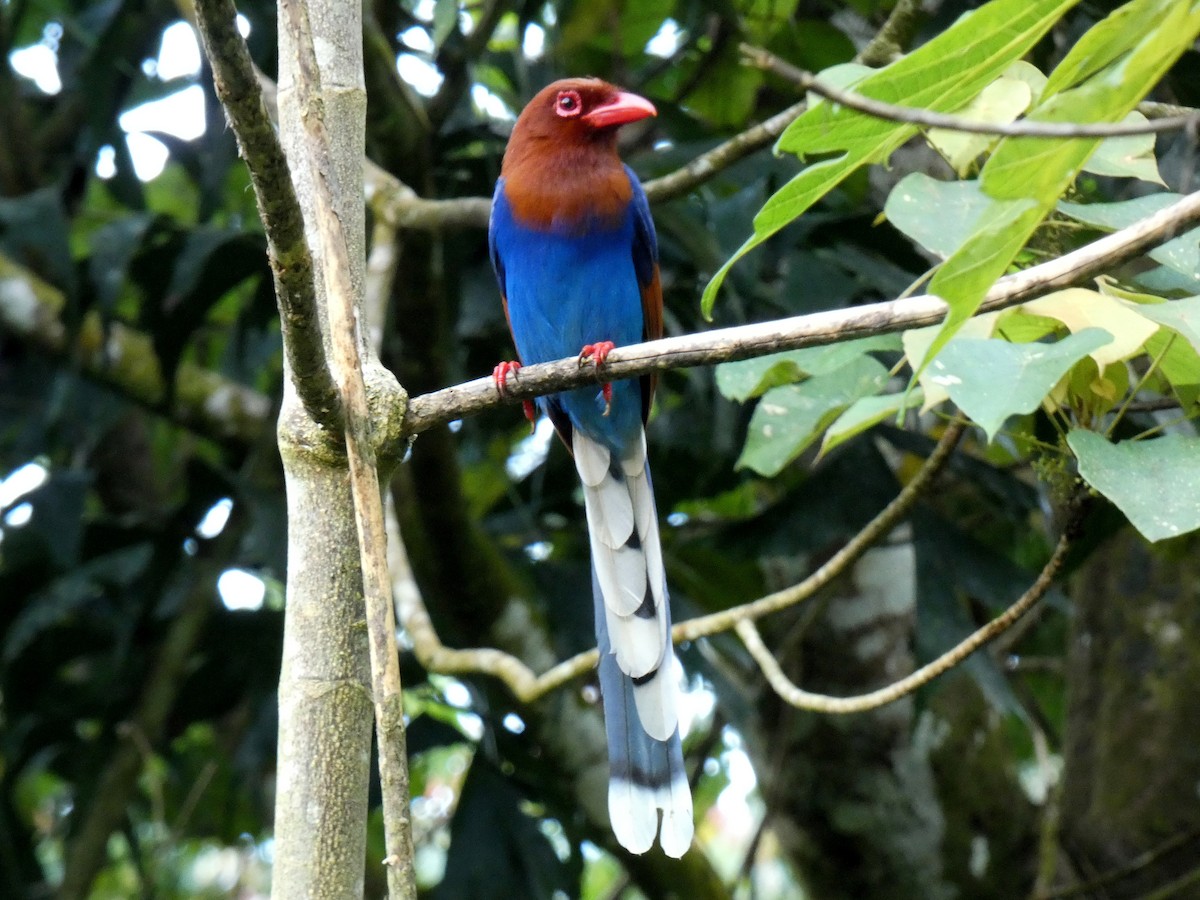 Sri Lanka Blue-Magpie - ML626803111