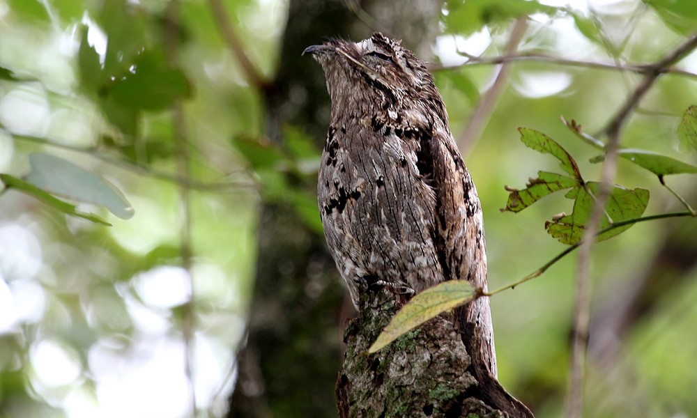 Common Potoo - ML626803233