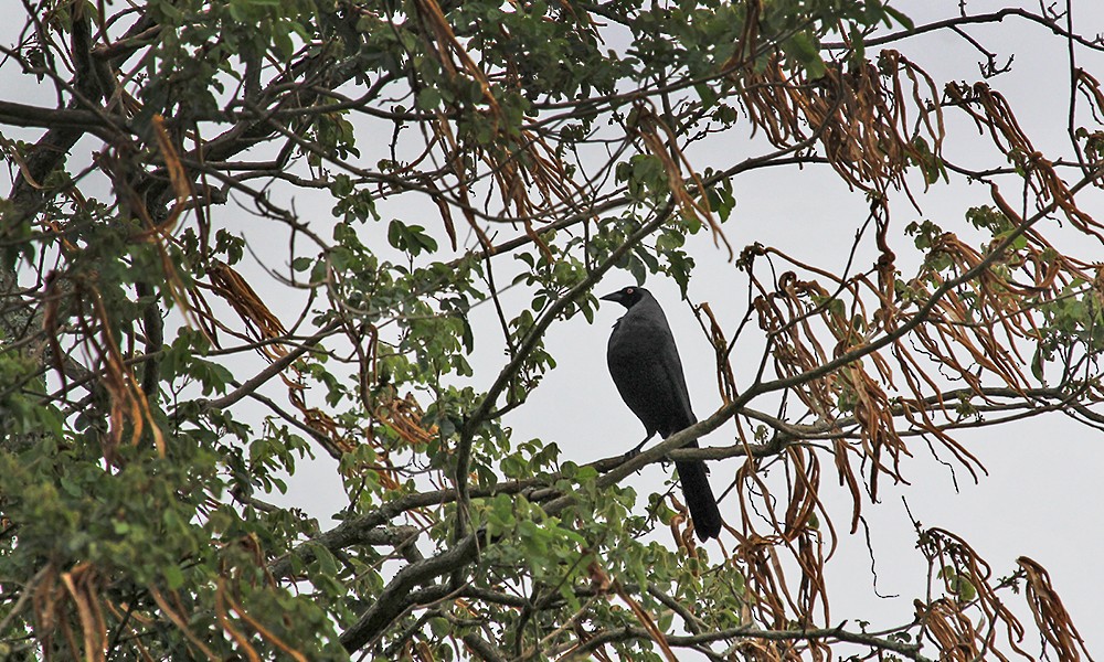 Giant Cowbird - ML626803308