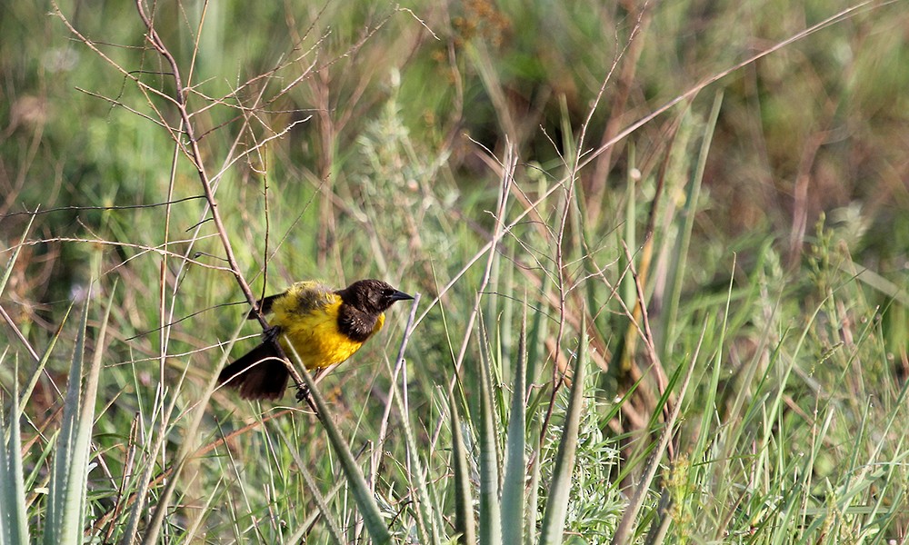 Yellow-rumped Marshbird - ML626803352