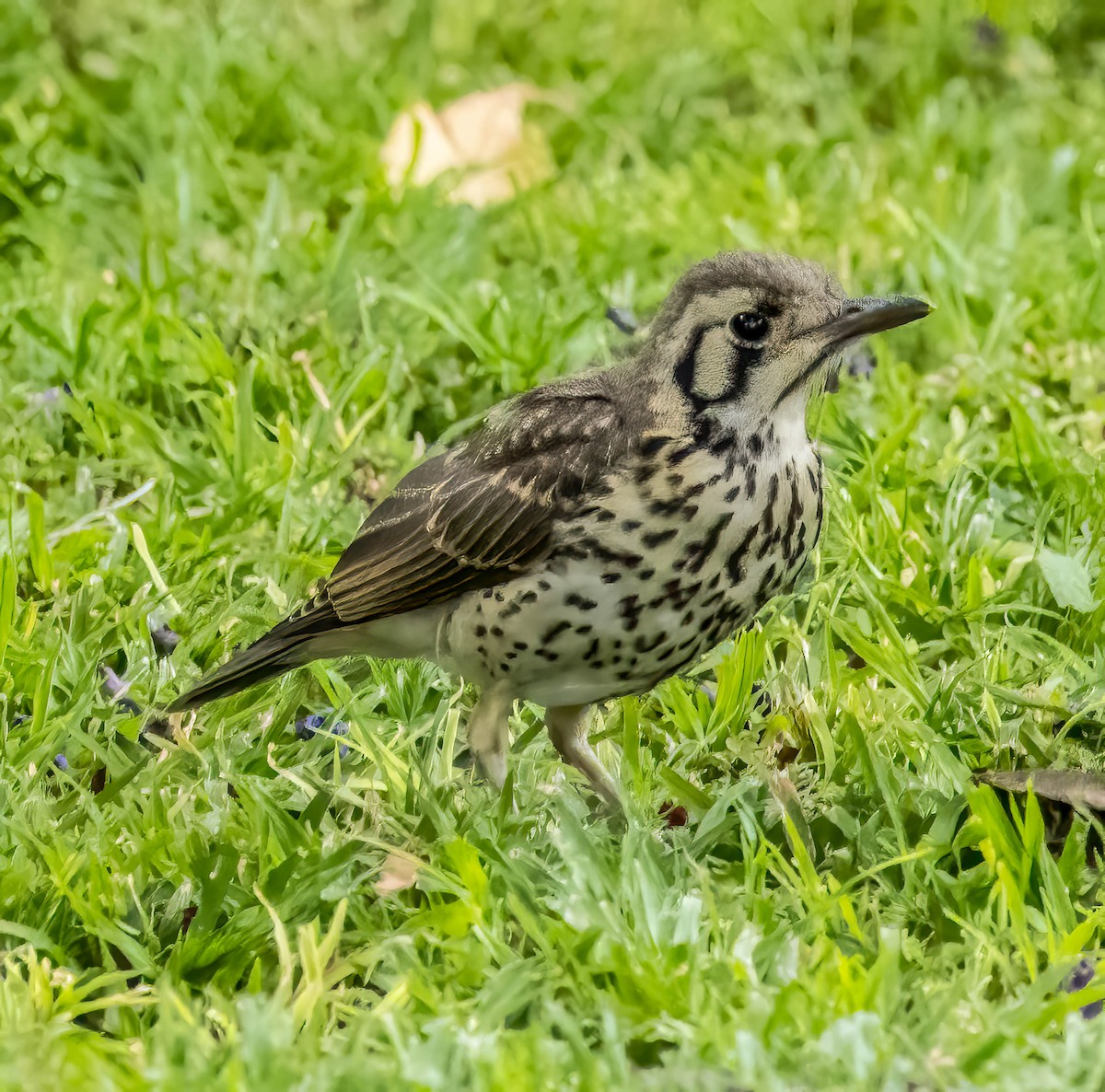 Groundscraper Thrush - ML626803463