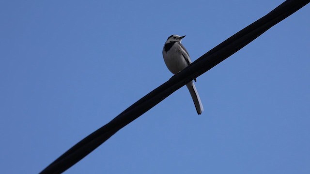 Ak Kuyruksallayan (leucopsis) - ML626803686