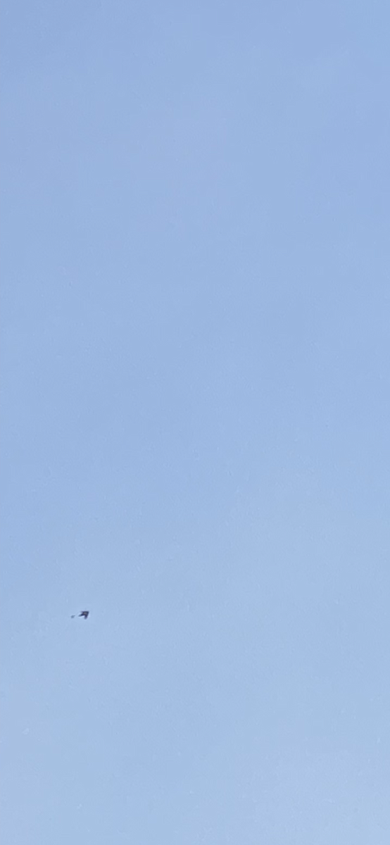 White-throated Swift - ML626803749