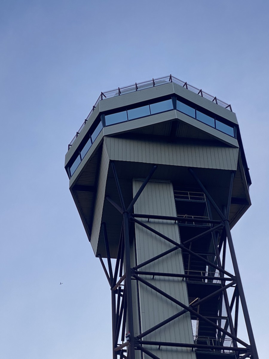 White-throated Swift - ML626803750