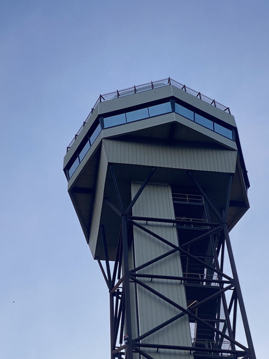 White-throated Swift - ML626803751