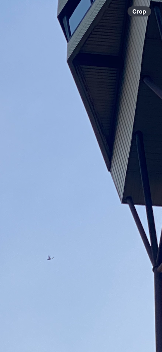 White-throated Swift - ML626803752