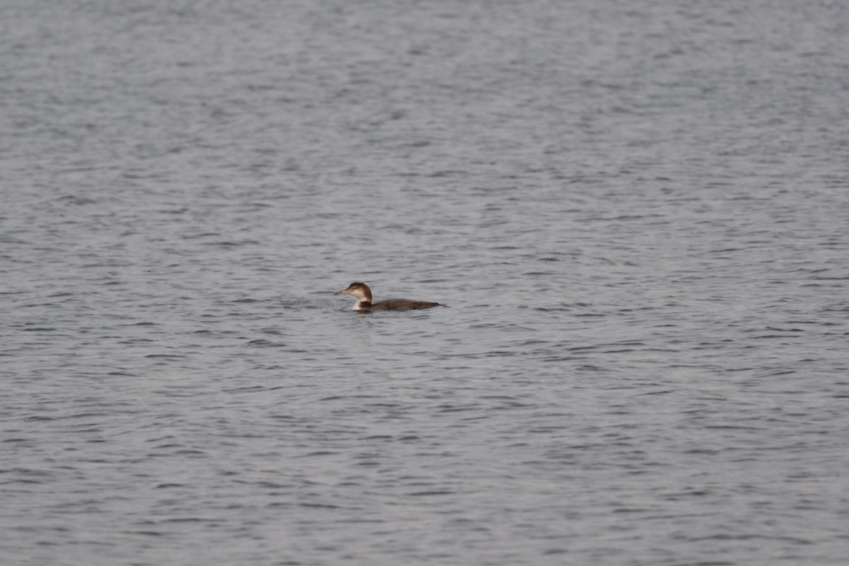 Common Loon - ML626803817