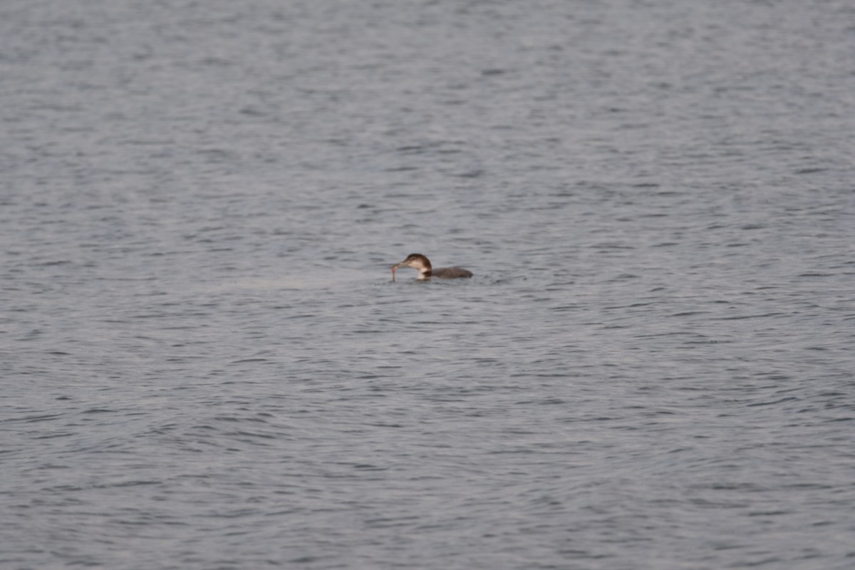 Common Loon - ML626803818
