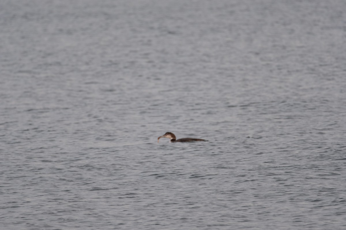 Common Loon - ML626803819