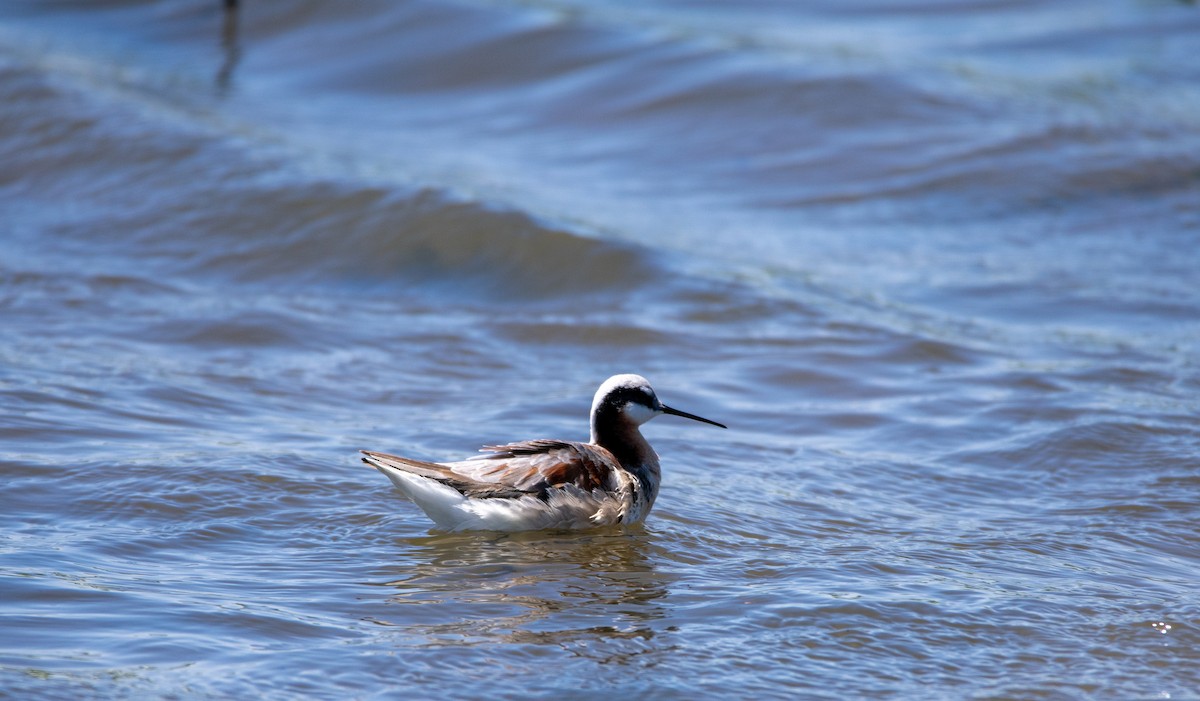 Wilson's Phalarope - ML626803826