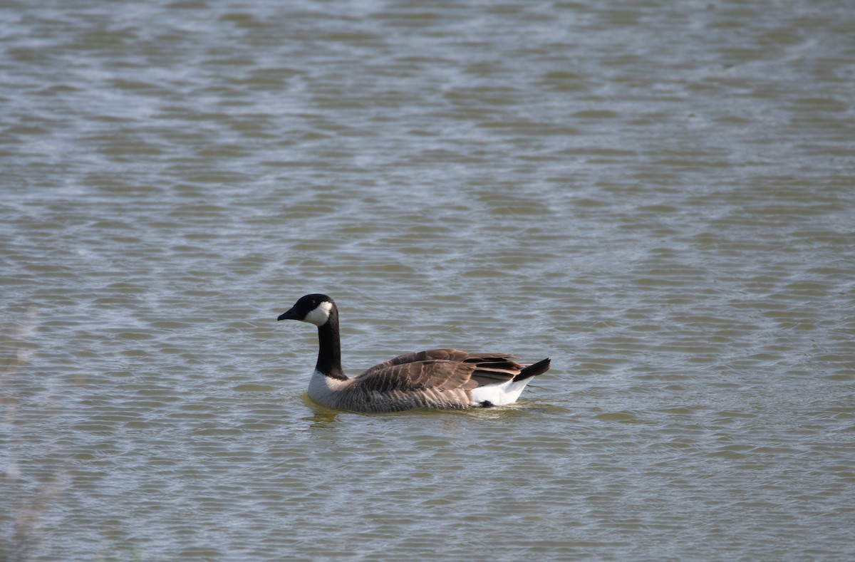 Cackling/Canada Goose - ML626803952