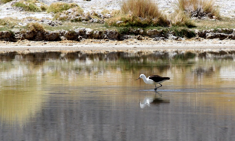 Andean Avocet - ML626804140
