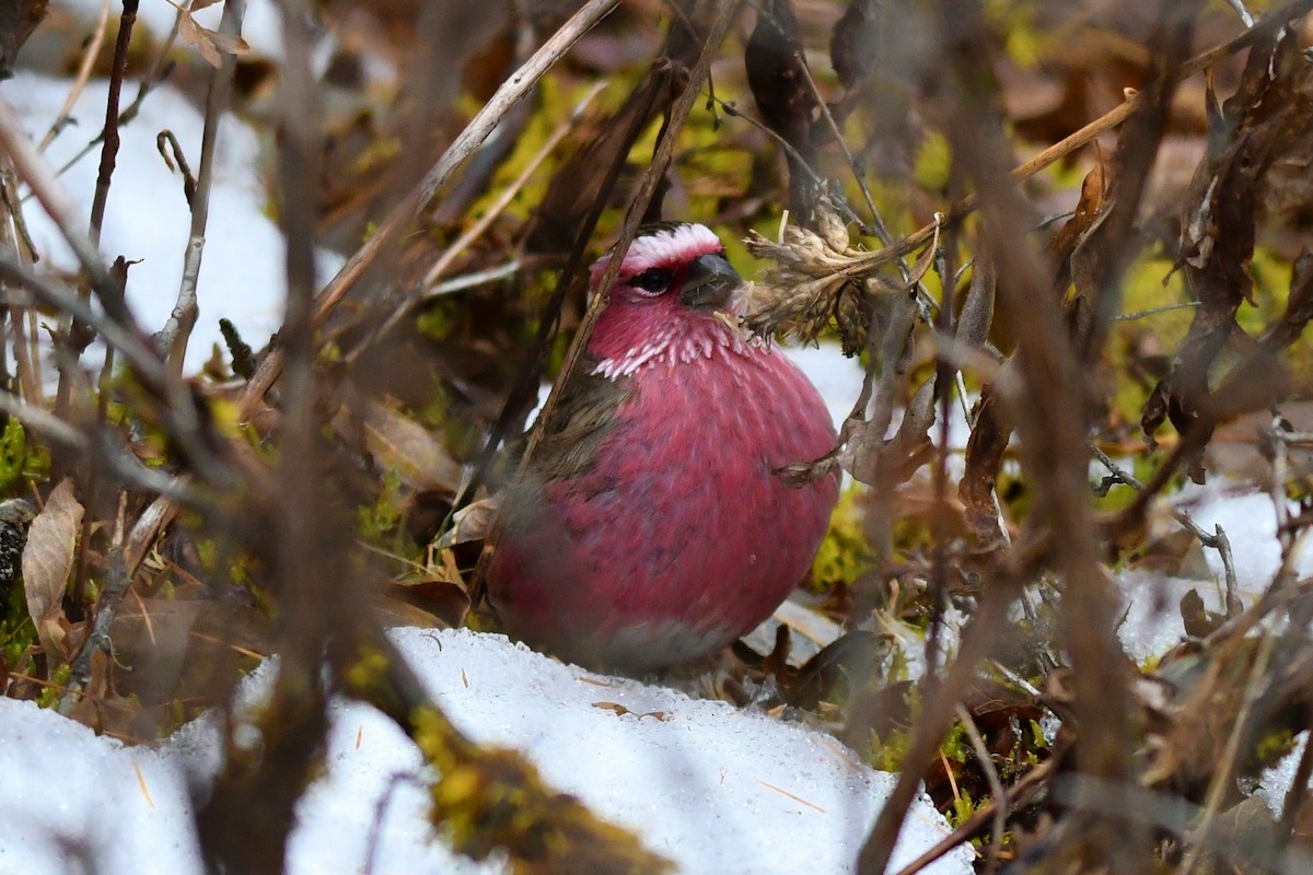 Chinese White-browed Rosefinch - ML626804148