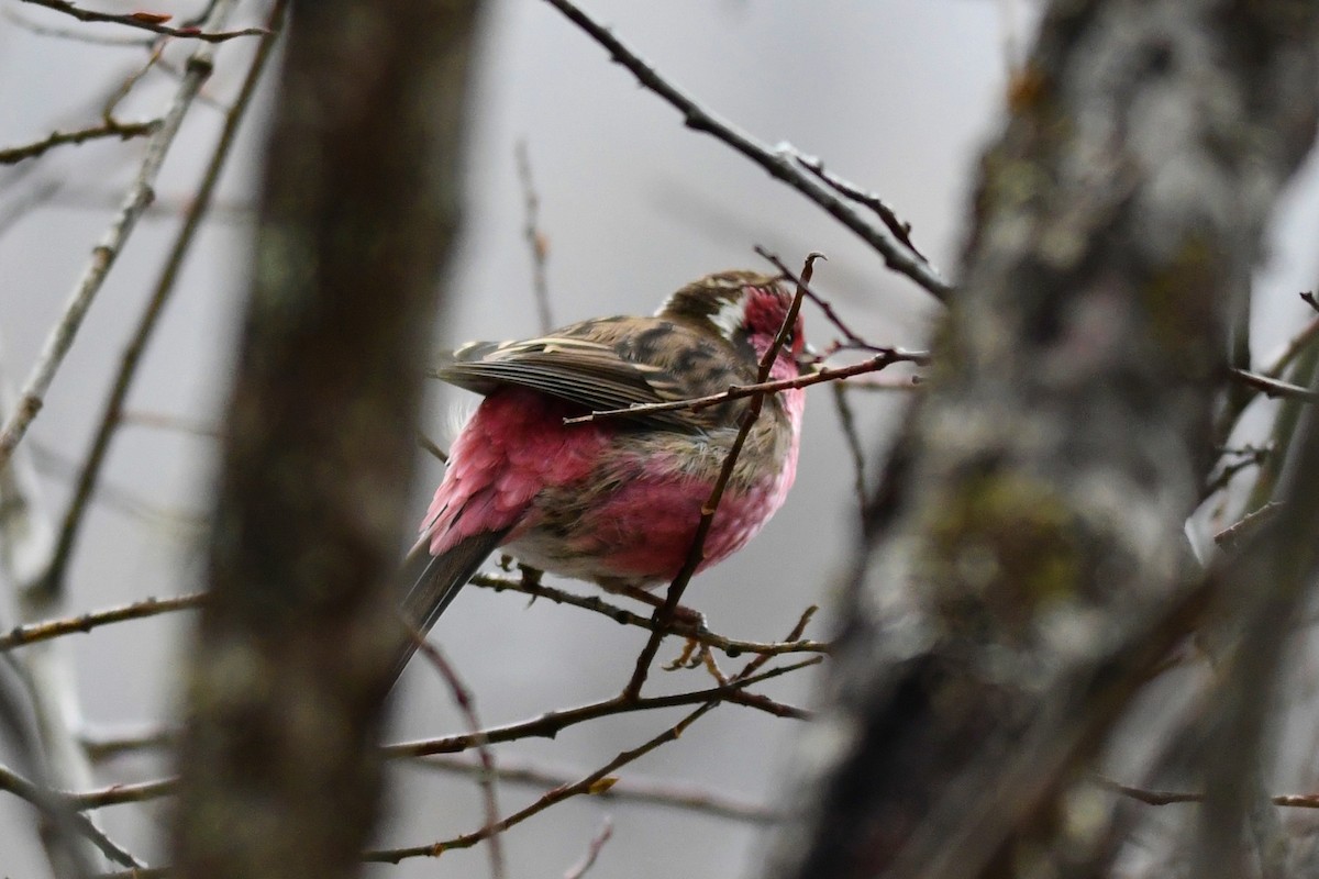 Chinese White-browed Rosefinch - ML626804149