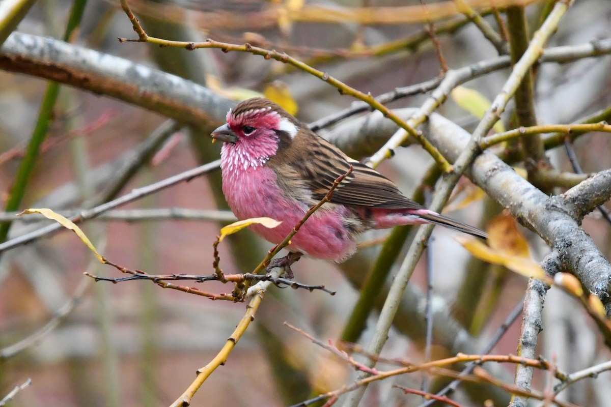 Chinese White-browed Rosefinch - ML626804150