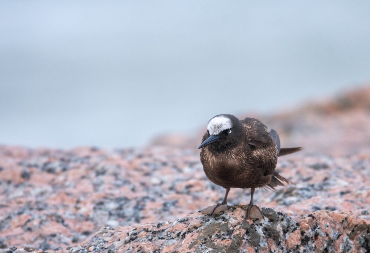 Black Noddy - ML626804231