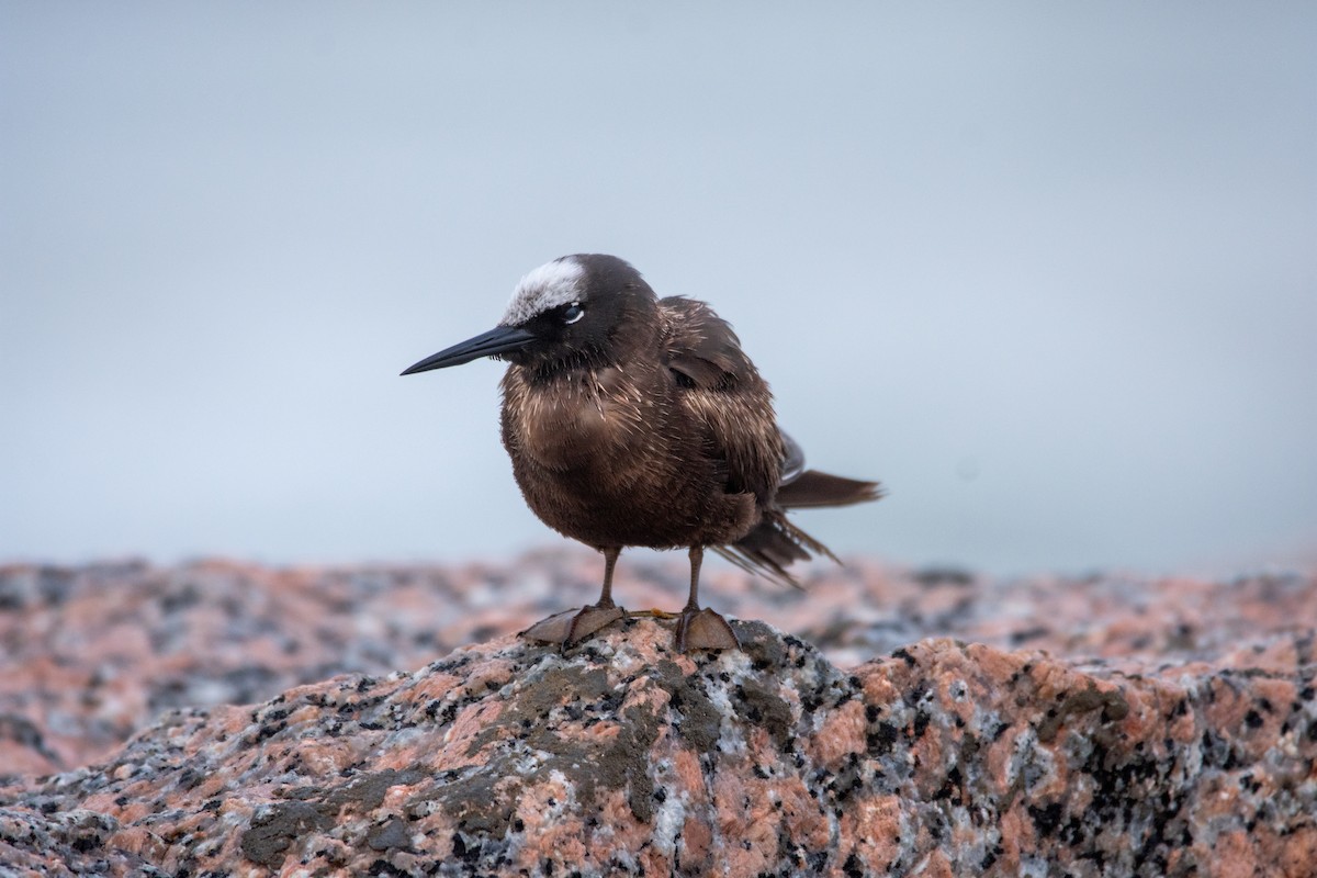 Black Noddy - ML626804234