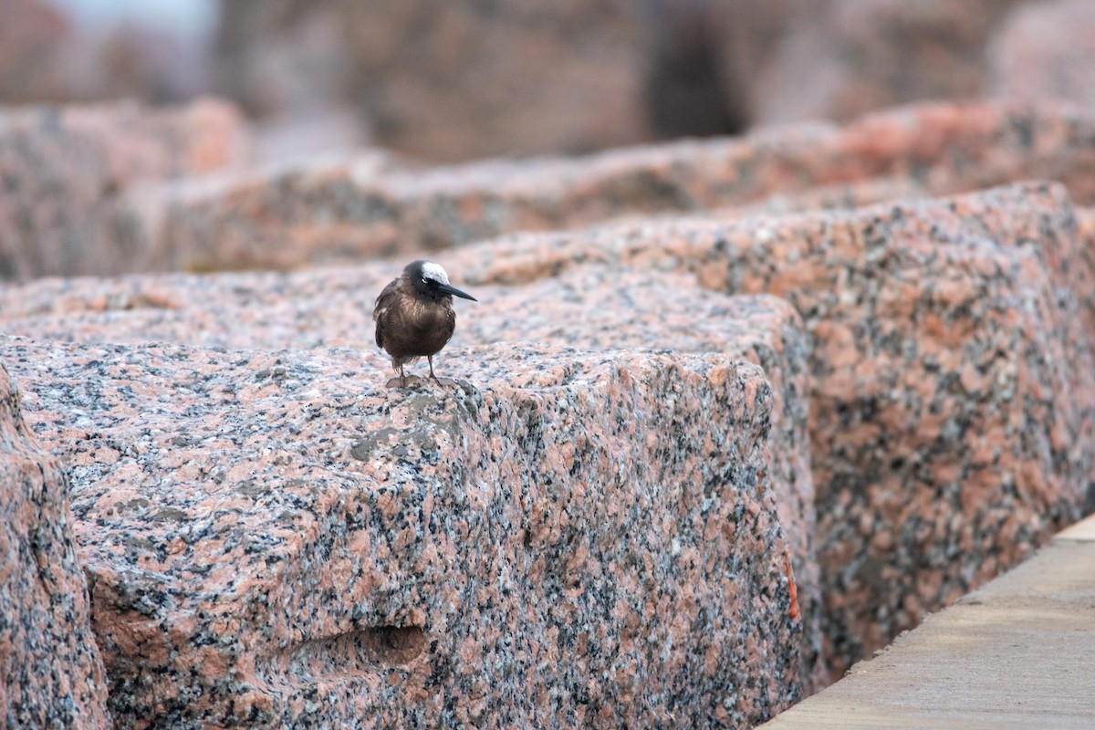 Black Noddy - ML626804235