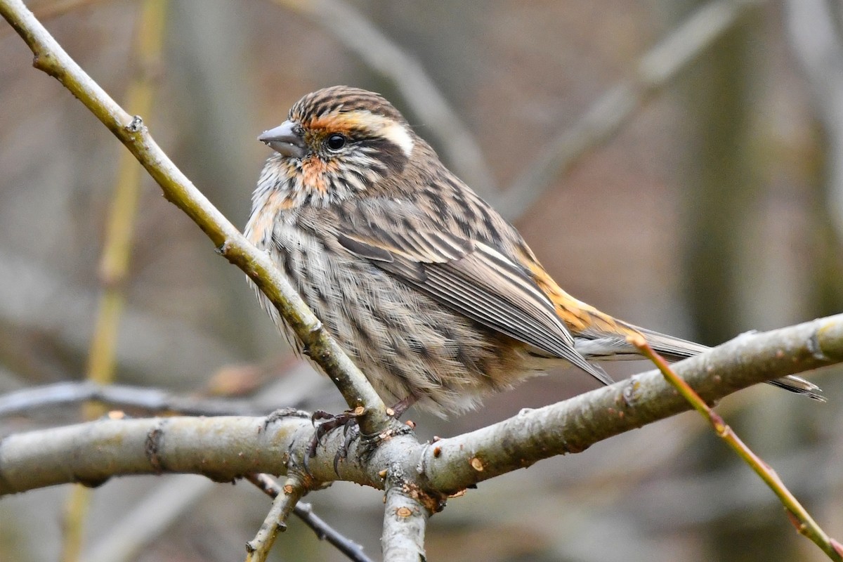 Chinese White-browed Rosefinch - ML626804335