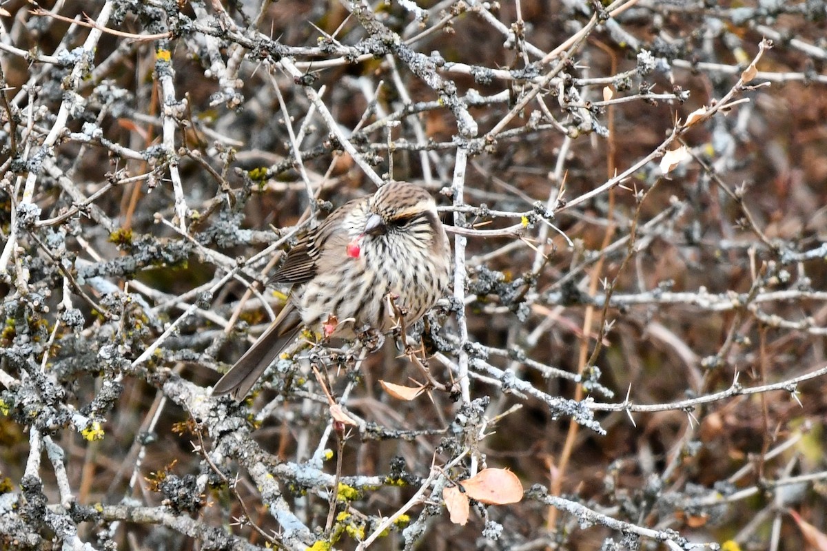 Chinese White-browed Rosefinch - ML626804336