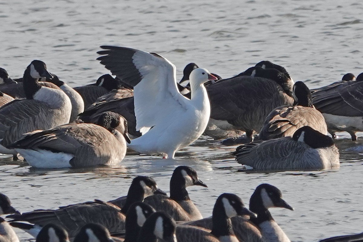 Ross's Goose - ML626804357