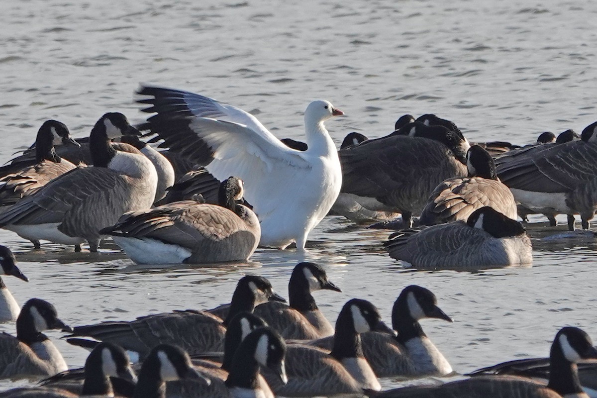 Ross's Goose - ML626804358