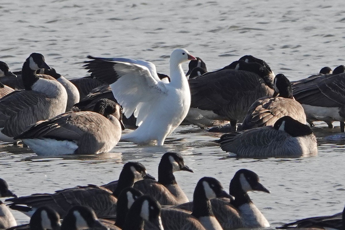 Ross's Goose - ML626804359