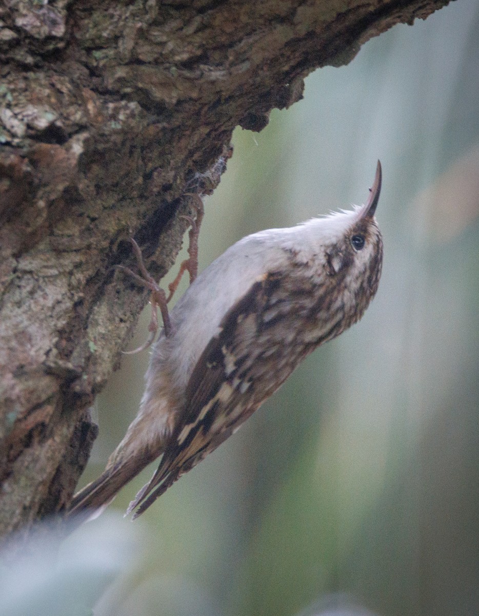 Brown Creeper - ML626804449