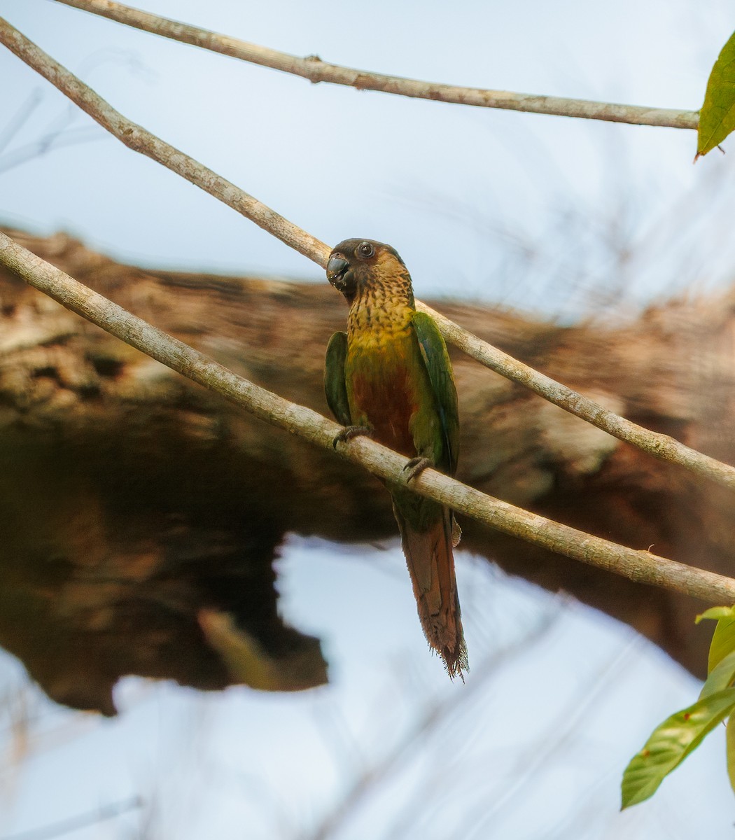 Santarem Parakeet - ML626804470