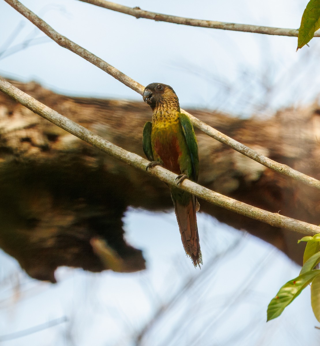 Santarem Parakeet - ML626804471