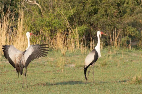 Wattled Crane - ML626804602