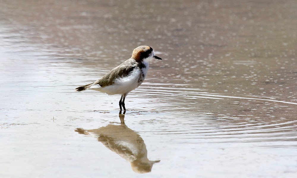Puna Plover - ML626804613