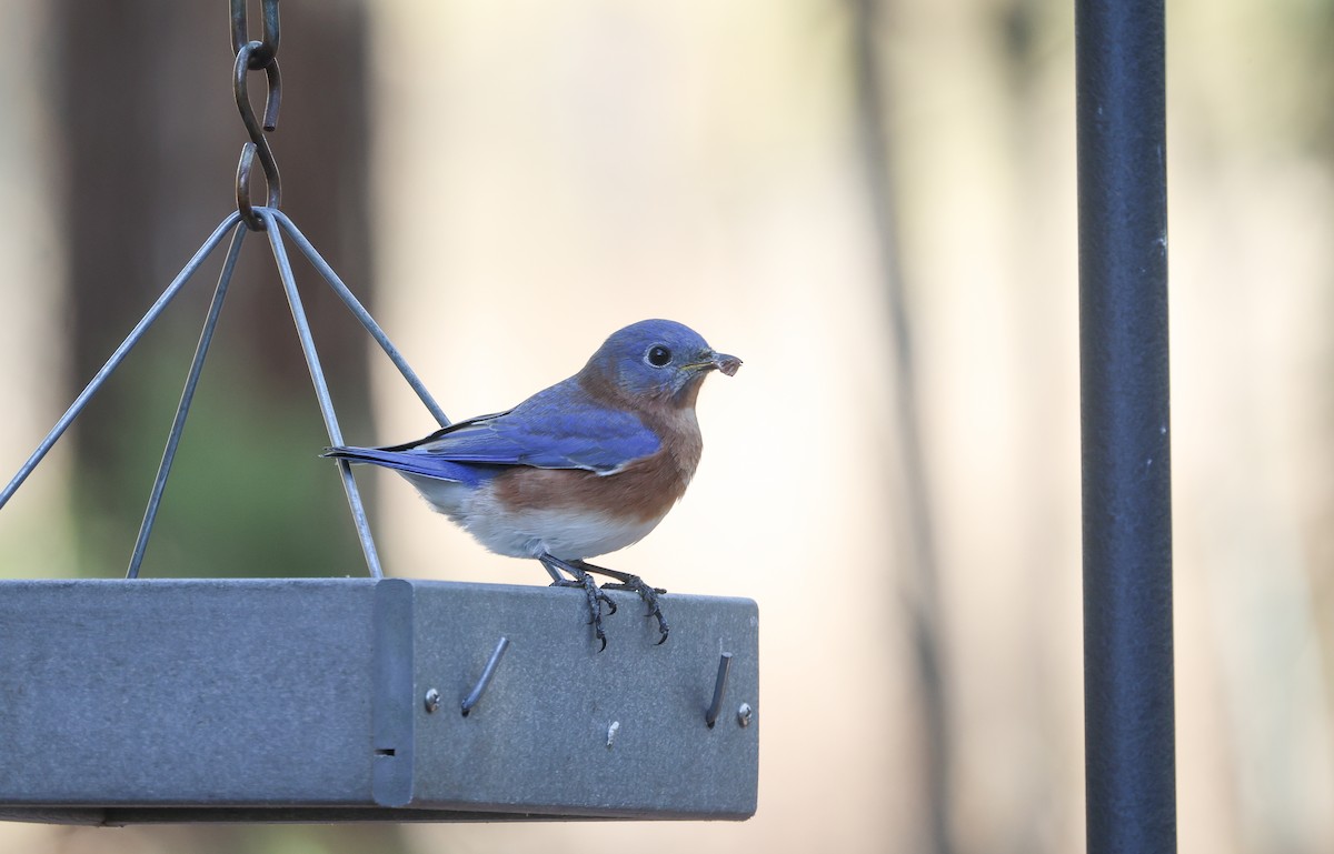 Eastern Bluebird - ML626804811