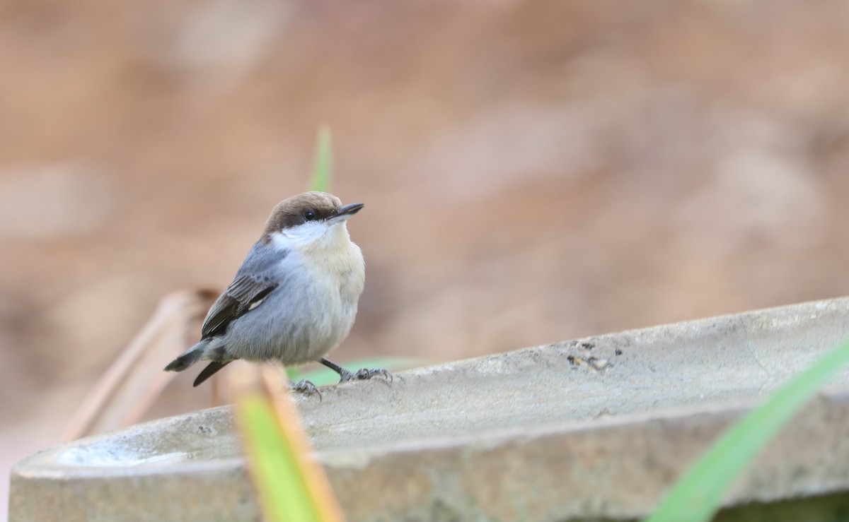 Brown-headed Nuthatch - ML626804819