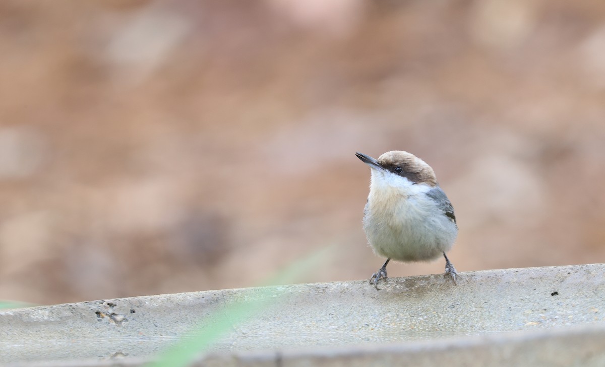 Brown-headed Nuthatch - ML626804821