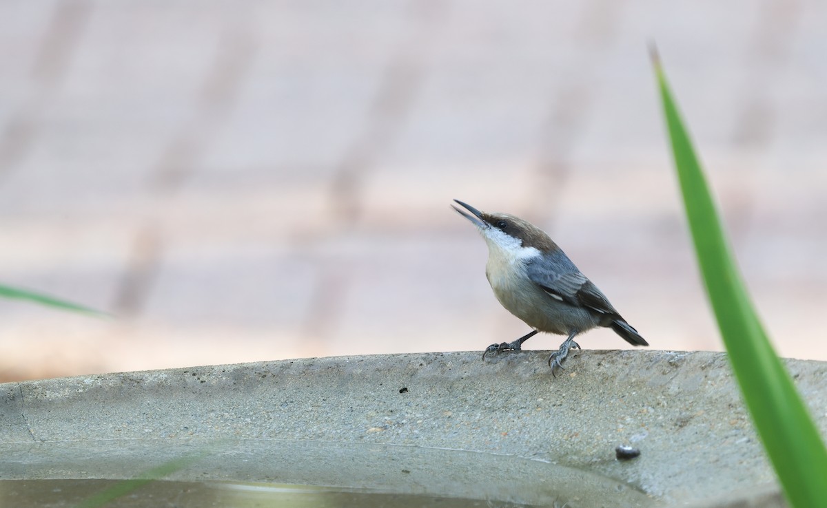 Brown-headed Nuthatch - ML626804822