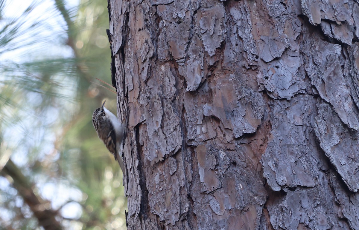 Brown Creeper - ML626804829