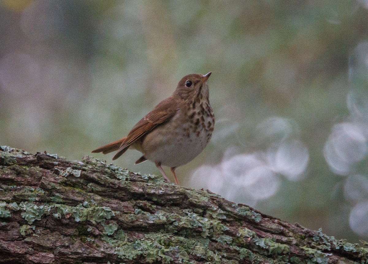 Hermit Thrush - ML626804864