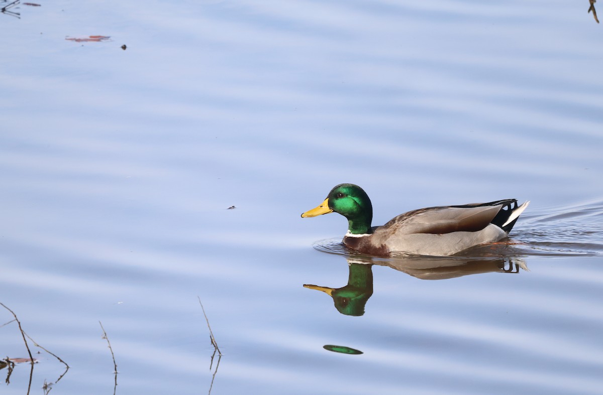 Mallard - ML626804896