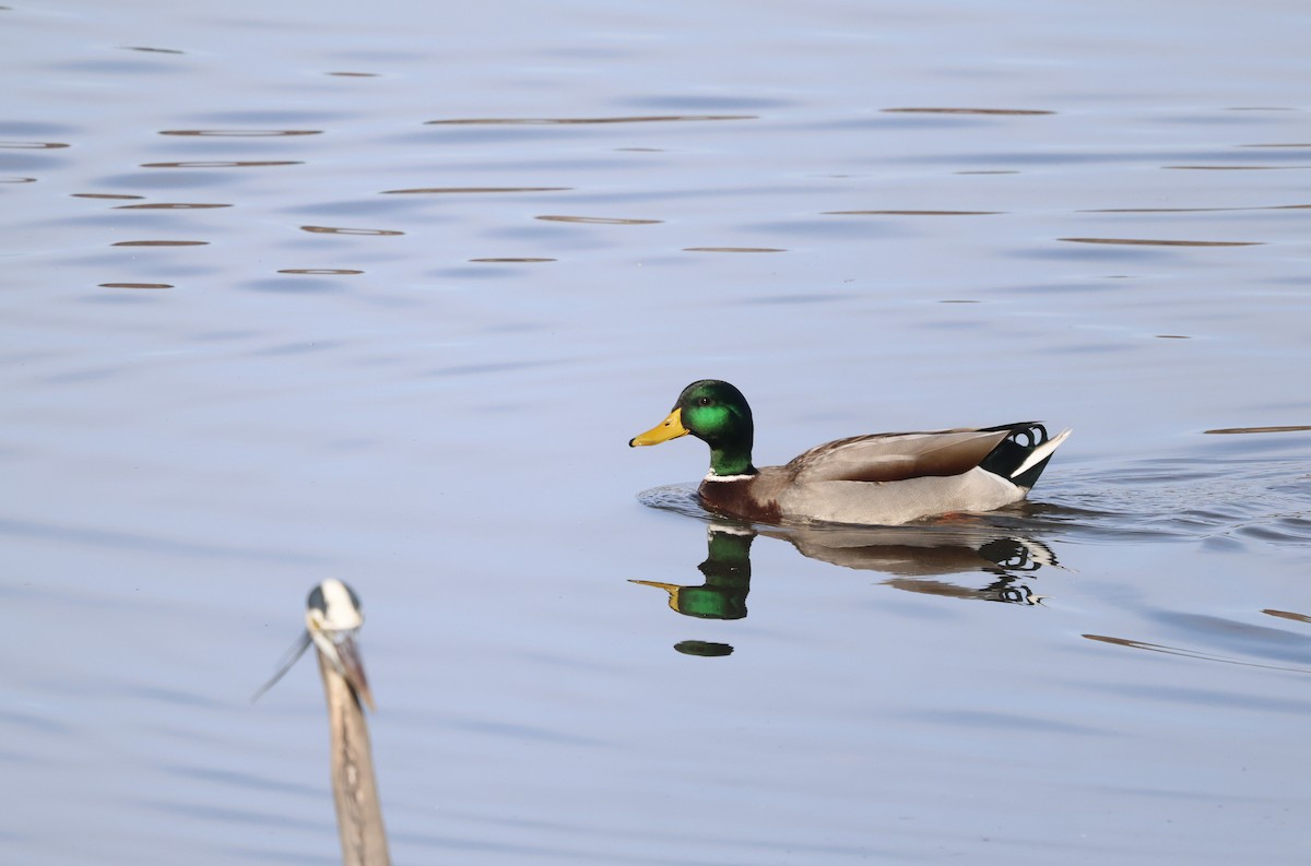 Mallard - ML626804897