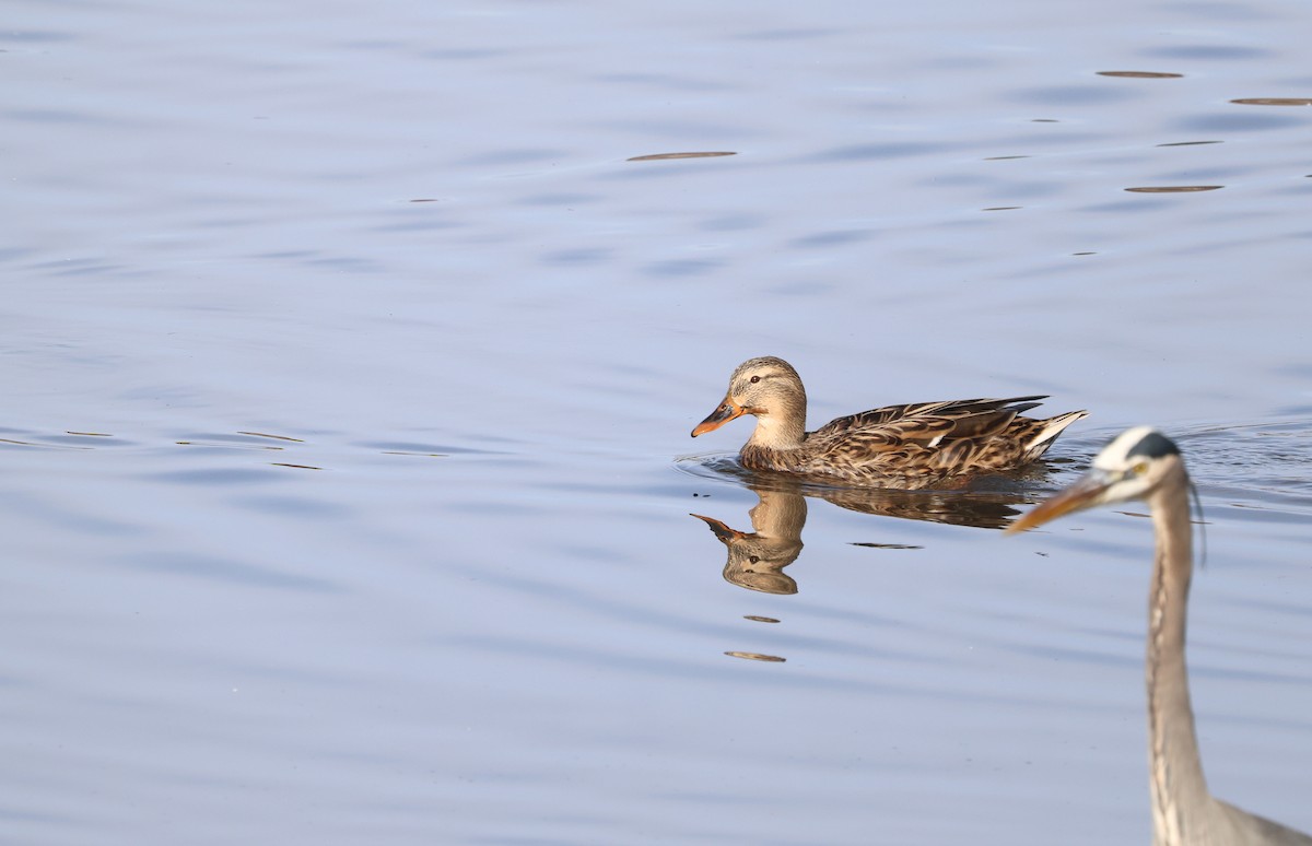 Mallard - ML626804898