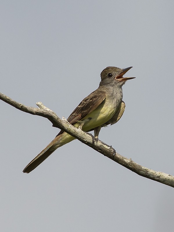 Great Crested Flycatcher - ML62680491