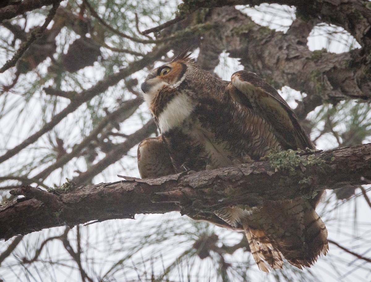 Great Horned Owl - ML626804932