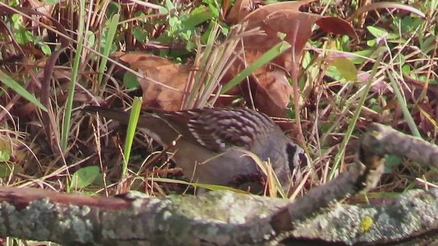 Bruant à couronne blanche - ML626804948