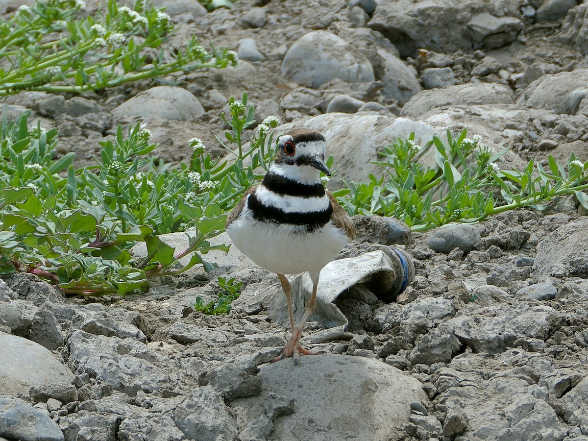 Killdeer - ML626805218