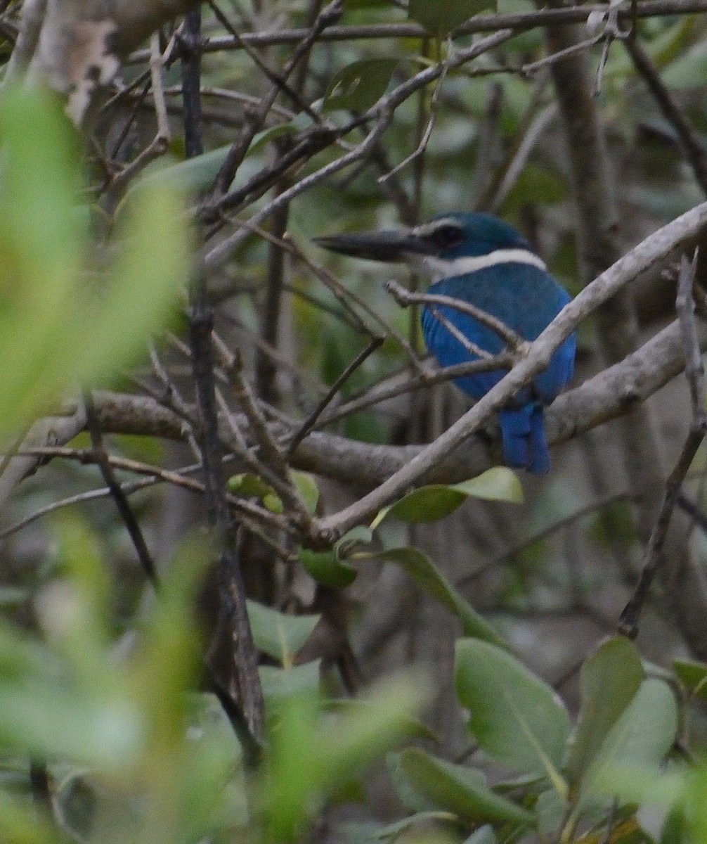 Collared Kingfisher - ML626805240
