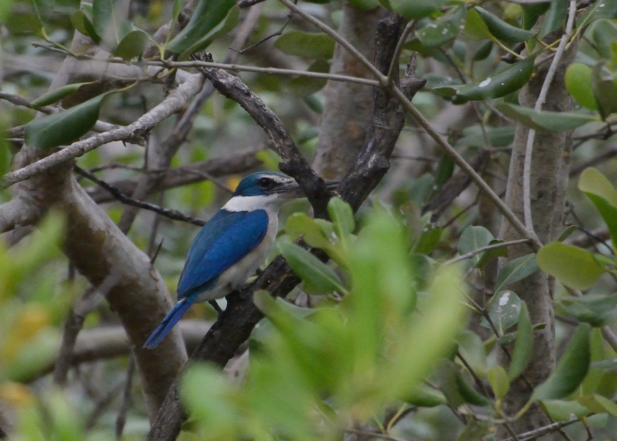 Collared Kingfisher - ML626805246