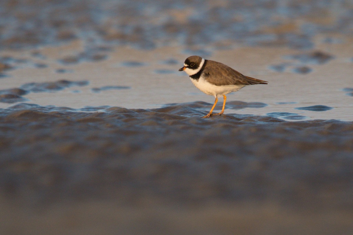 Semipalmated Plover - ML626805705