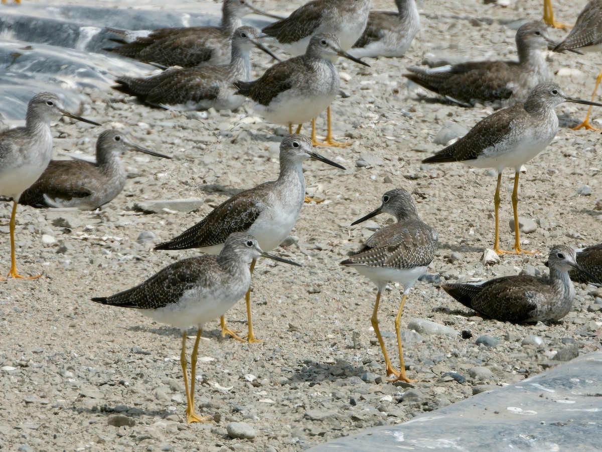 Greater Yellowlegs - ML626805888