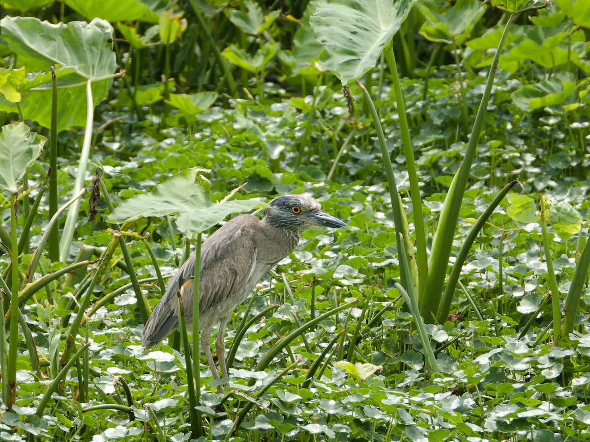 Yellow-crowned Night Heron - ML626805899